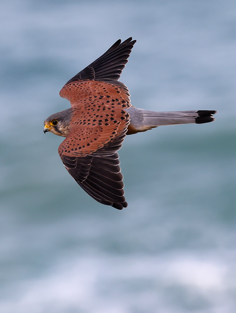 Kestrel